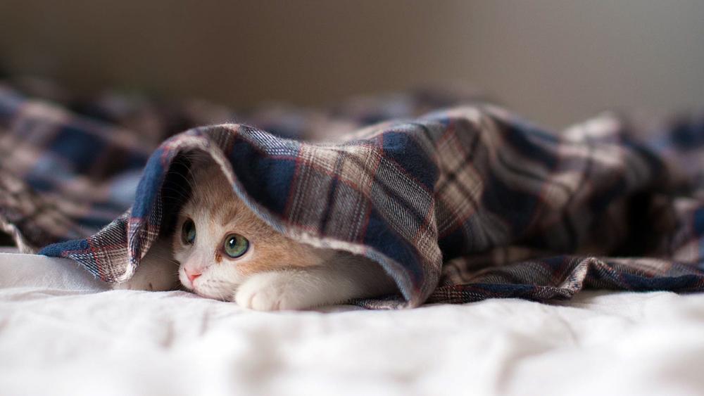 Cozy Kitten Under Plaid Comfort wallpaper