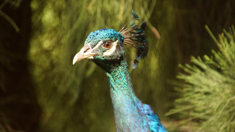 Peacock in the garden wallpaper
