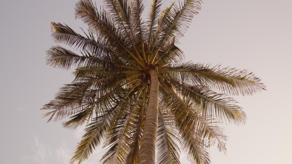 Palm tree in summer wallpaper
