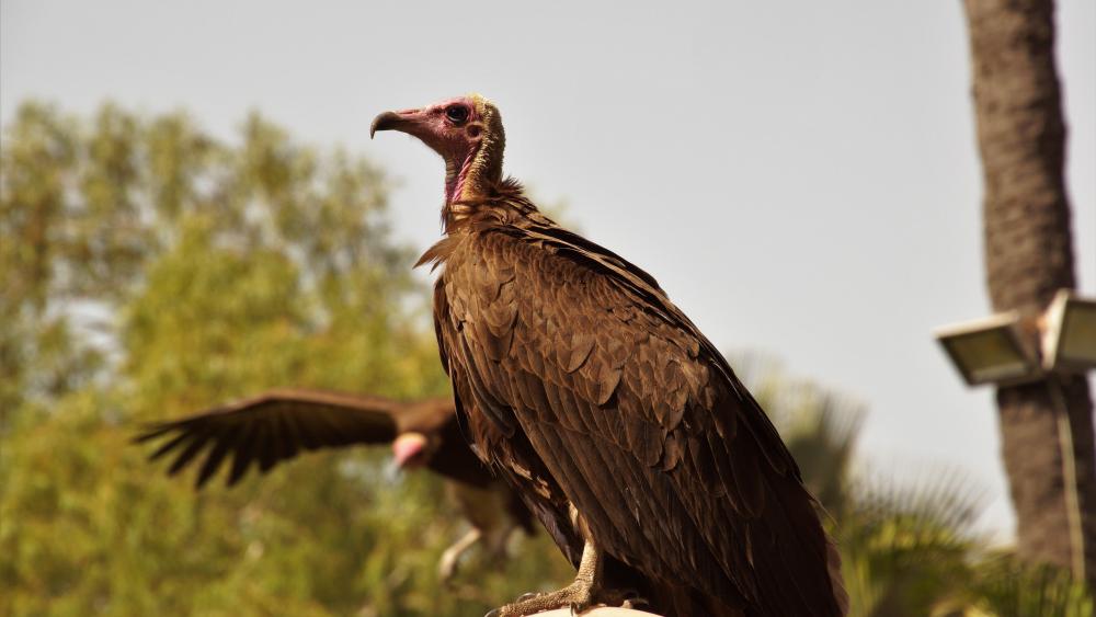 Vulture feeding wallpaper