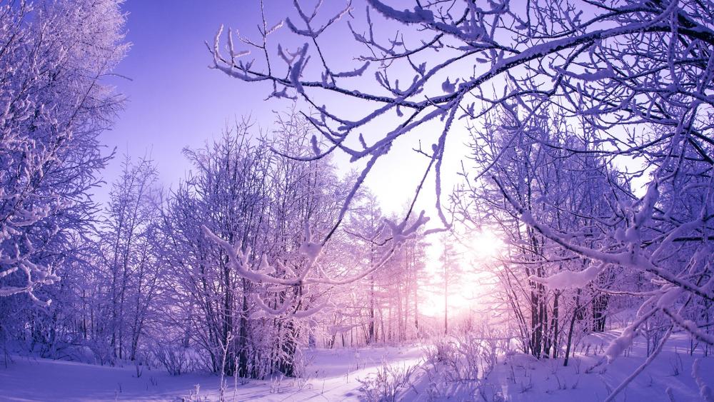Lavender Winter Bliss wallpaper