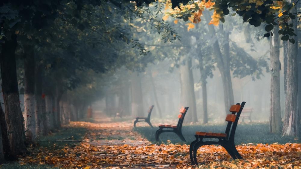 Autumn Whisper Park Benches wallpaper