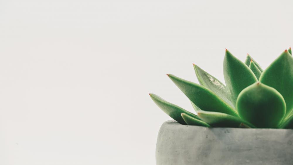 Succulent Serenity in High Resolution wallpaper