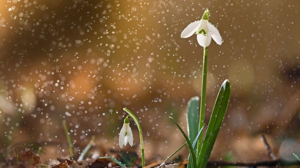 Snowdrops Emerging in a Misty Spring Glow wallpaper
