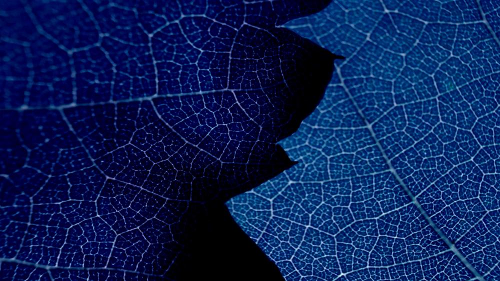 Blue leaf wallpaper