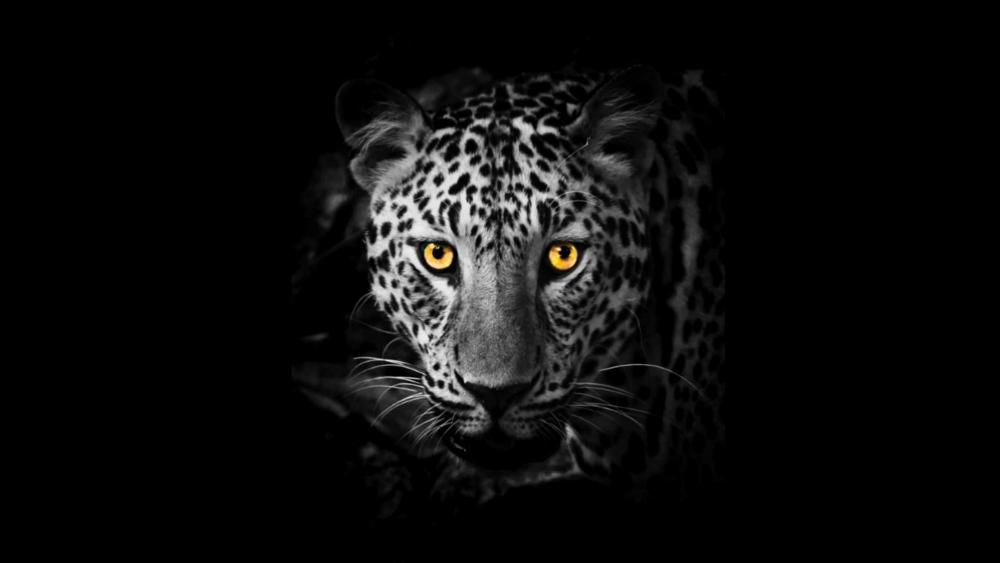 Yellow-eye Jaguar wallpaper