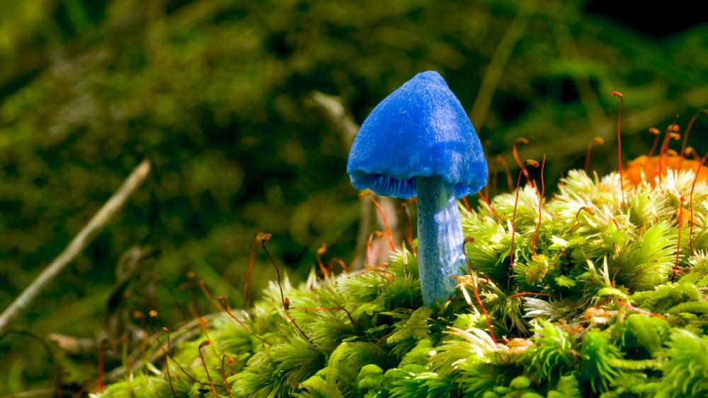 Blue mushroom wallpaper