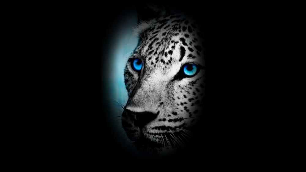 Blue eye Leopard wallpaper