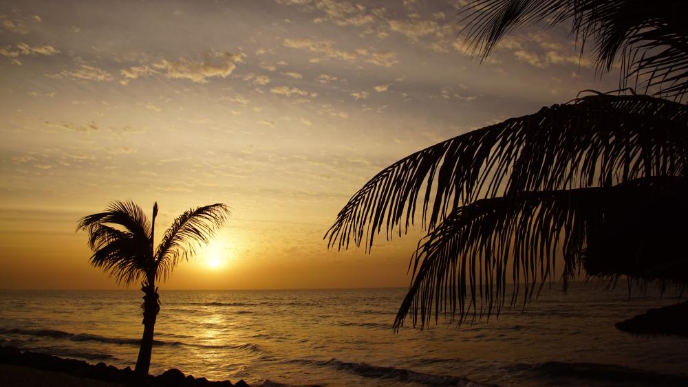 Sonnenuntergang unter Palmen wallpaper