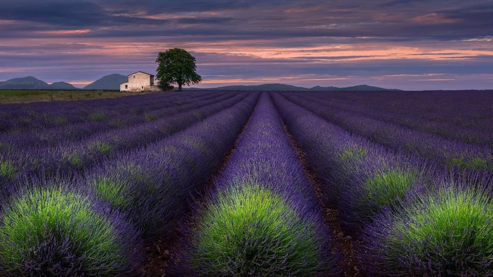 Valensole plateau lavender field, Provance, France wallpaper
