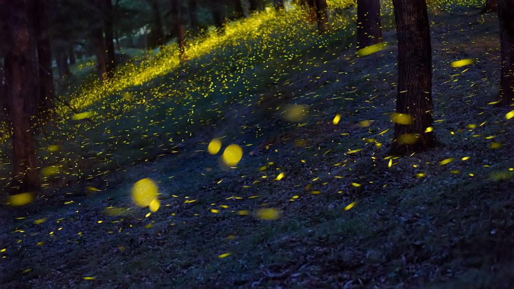Fireflies in the forest wallpaper