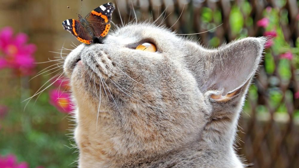 Curious Cat and Butterfly Moment wallpaper