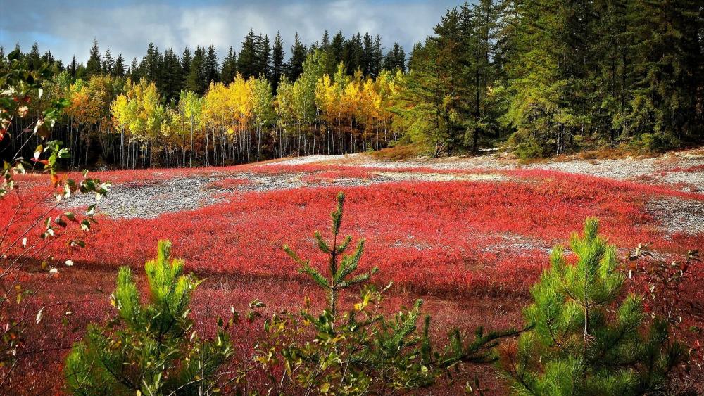 Vibrant Autumn Landscape Under Cloudy Skies wallpaper