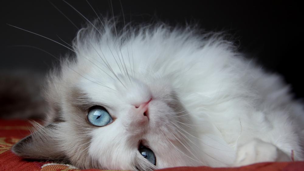 Mesmerizing Blue-Eyed Cat Stare wallpaper