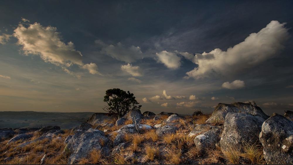 Wallpaper from nature category
