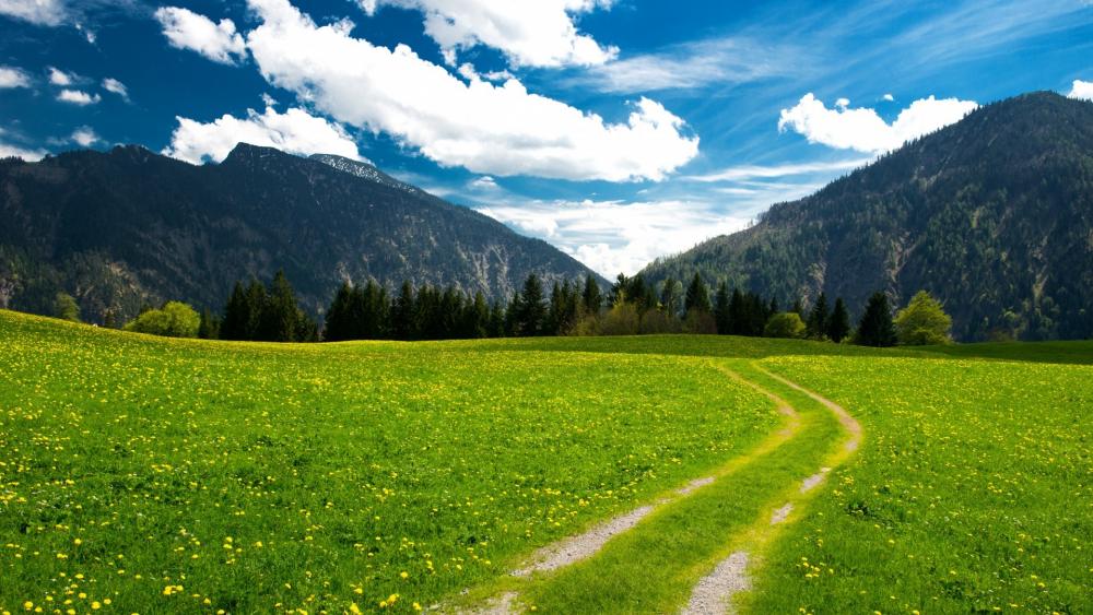 Serene Meadow Pathway Under Blue Skies wallpaper