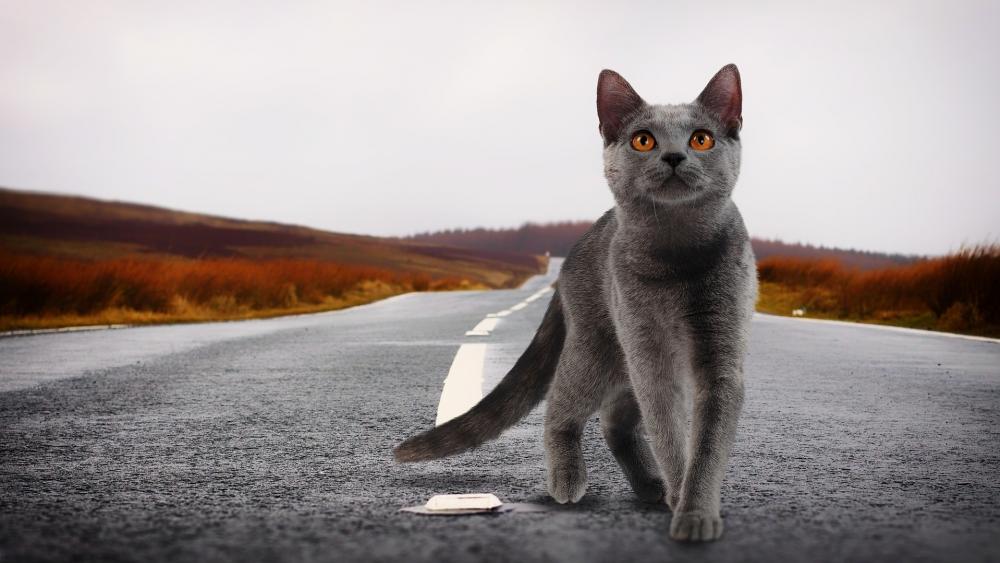Mystical Cat on an Empty Road wallpaper