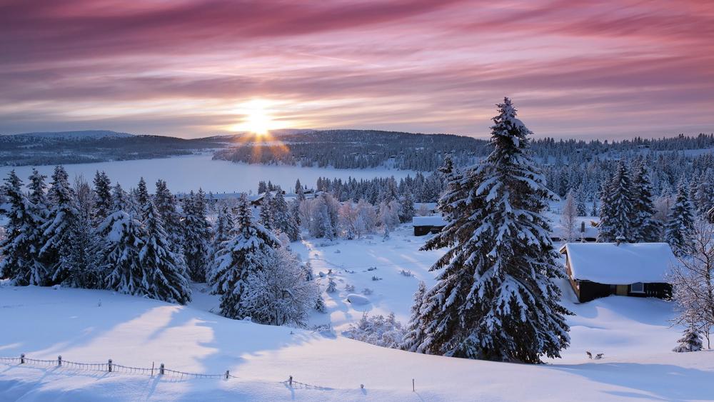 Winter Serenity in a Snowy Landscape wallpaper