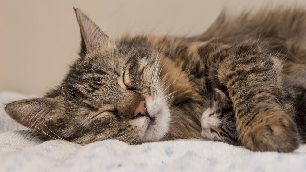 Cozy Moments with Sleeping Cats wallpaper