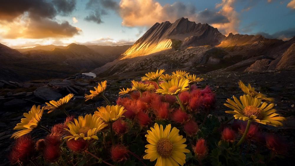 Golden Blossoms Against Majestic Peaks wallpaper