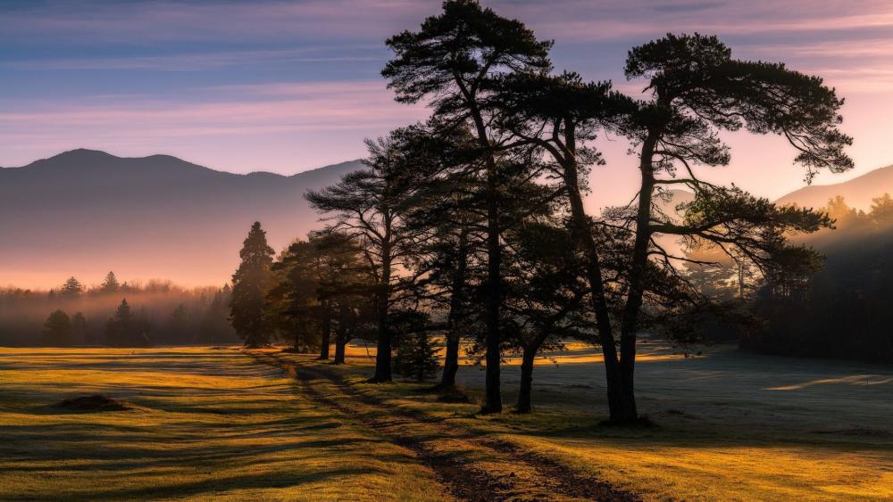 Tranquil Sunrise Over Pine Grove wallpaper