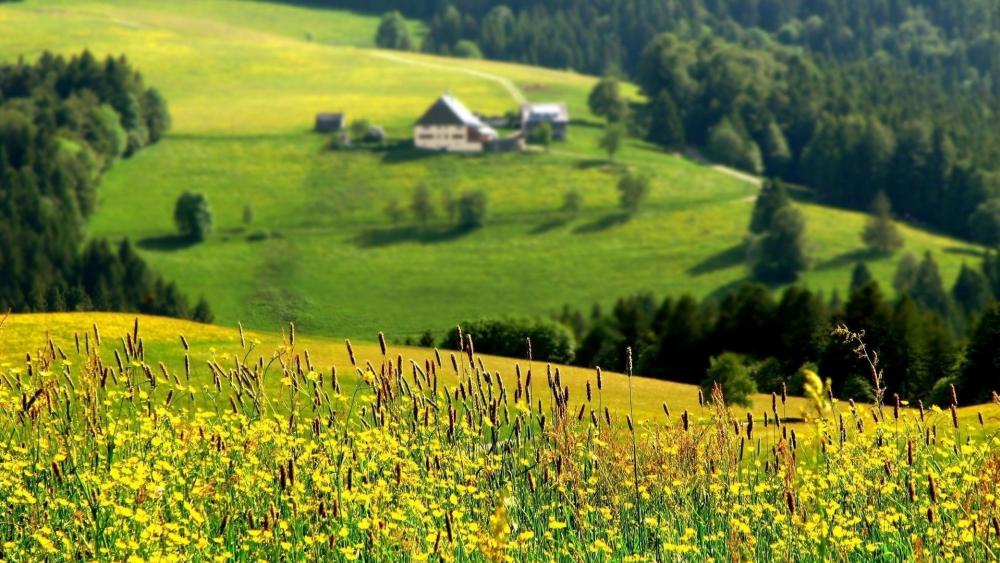 Serene Meadow with Vibrant Flowers and Rolling Hills wallpaper