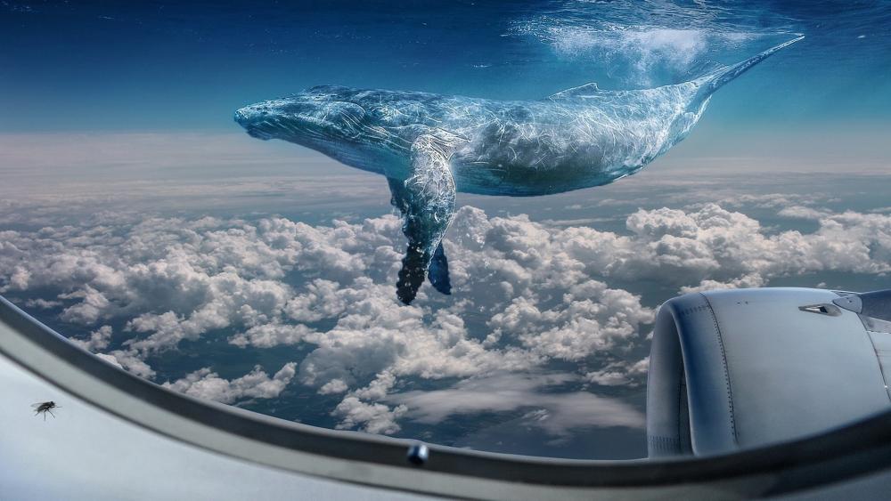 Whale from an airplane wallpaper