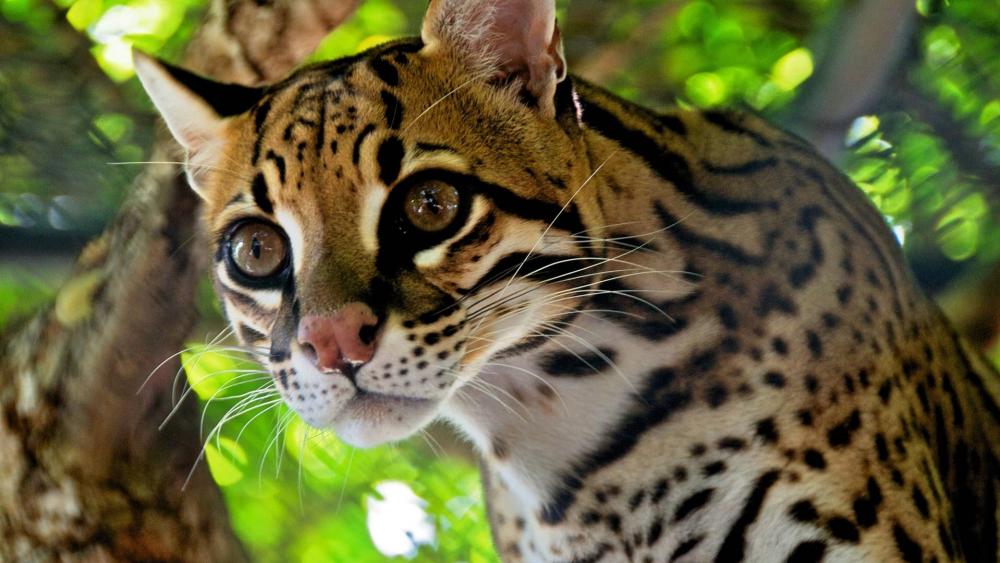 Majestic Ocelot in a Natural Habitat wallpaper