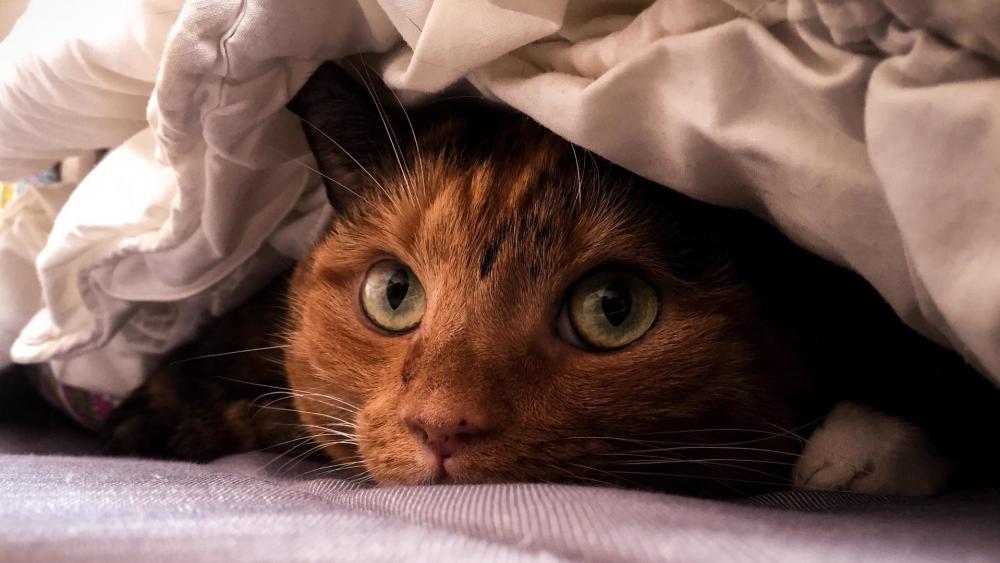 Cuddled Feline in Cozy Hideaway wallpaper