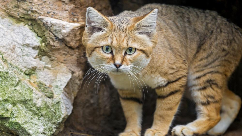 Wild Cat in Its Natural Habitat wallpaper