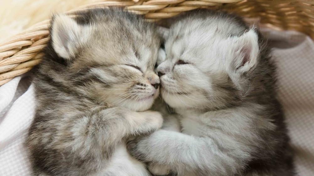 Cuddling Kittens Embrace in Basket wallpaper