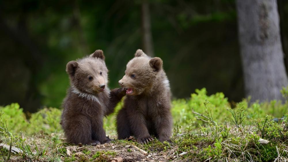 Adorable Bear Cubs in the Wild wallpaper