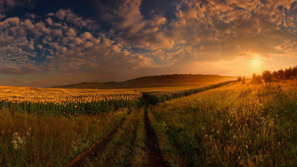 Wallpaper from nature category