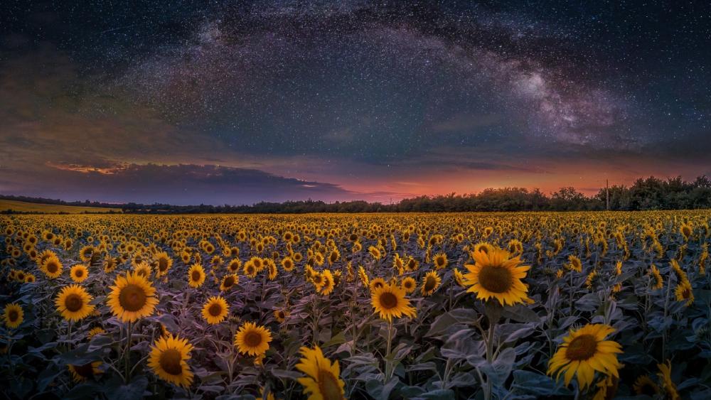 Starry Night Over Sunflower Fields wallpaper