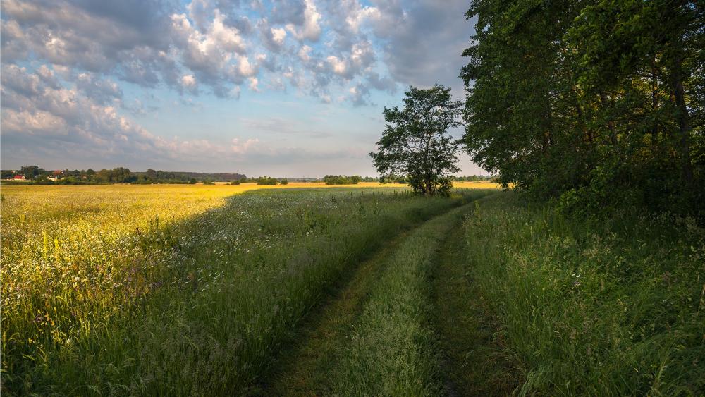 Pathway Through a Serene Meadow Landscape wallpaper