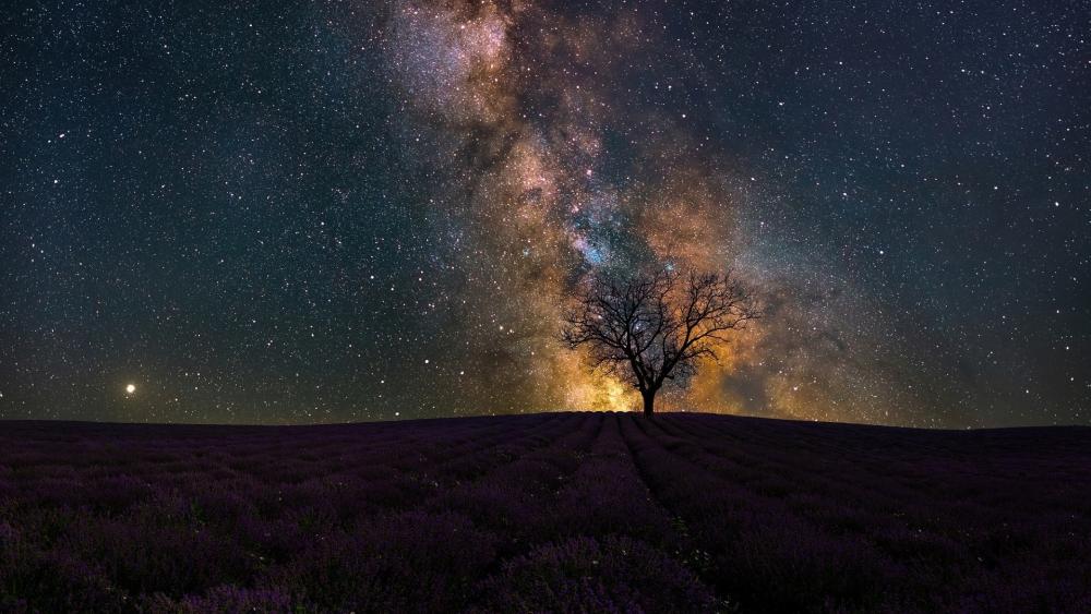 Starry Solitude over Lavender Fields wallpaper