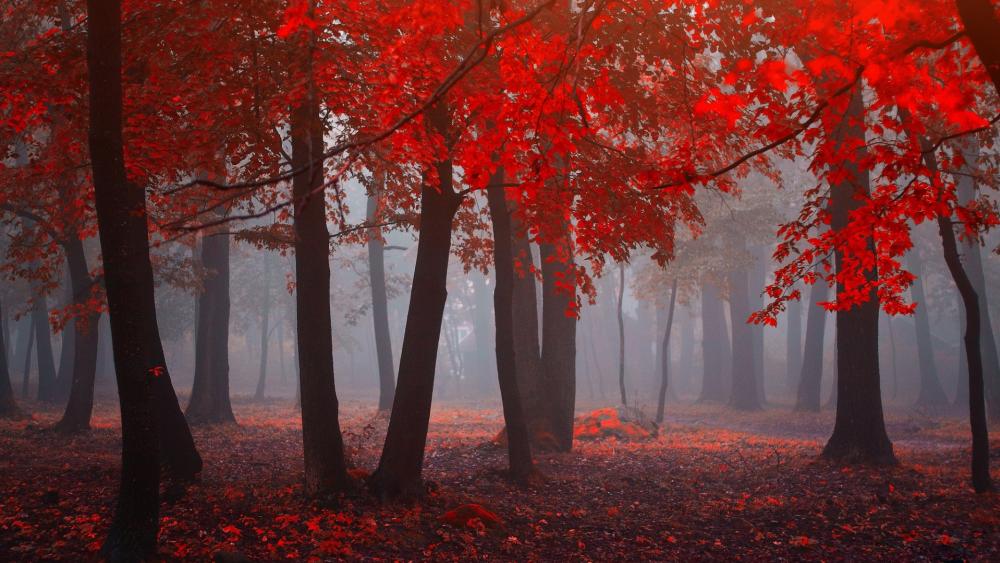 Crimson Canopy in Autumn Mist wallpaper