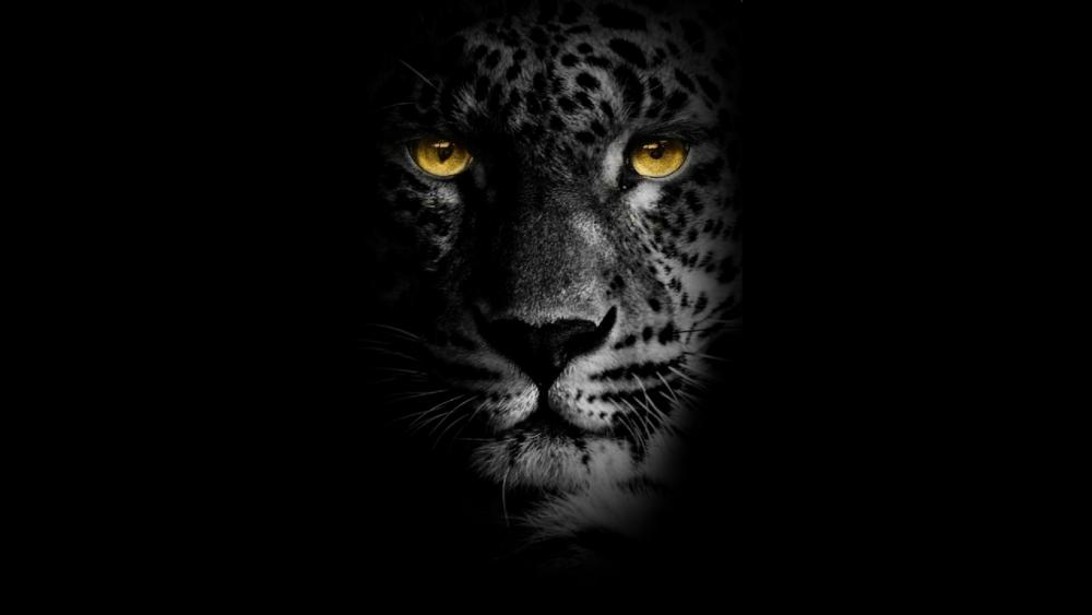 Yellow eye black Jaguar wallpaper