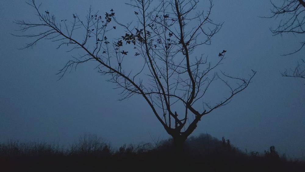 Mysterious Silhouette of a Tree in Foggy Twilight wallpaper
