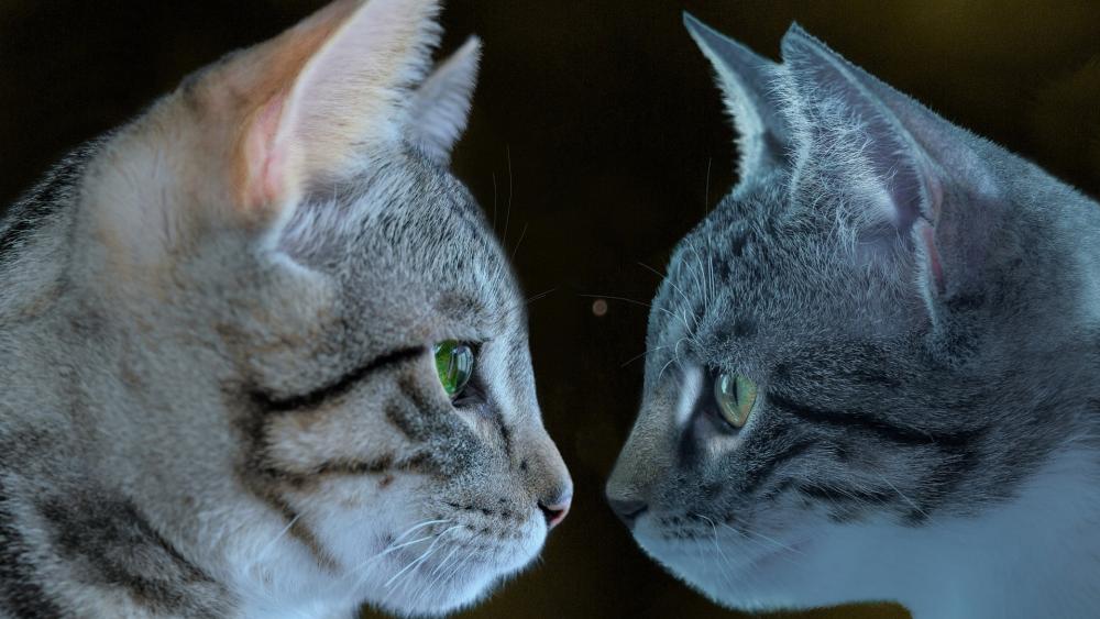 Cats face to face wallpaper