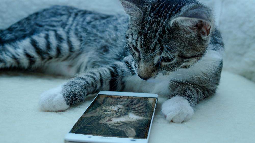 Cat with a cell phone wallpaper