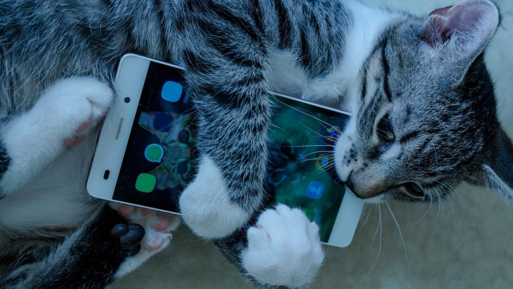 Cat with cell phone wallpaper