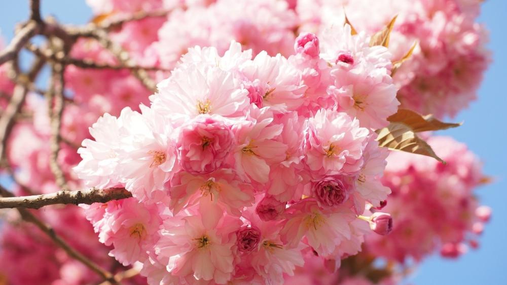 Burst of Pink Spring Blossoms wallpaper