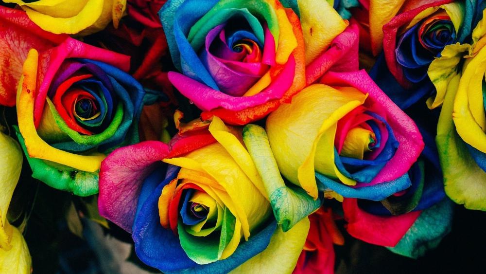 Multicolor roses wallpaper