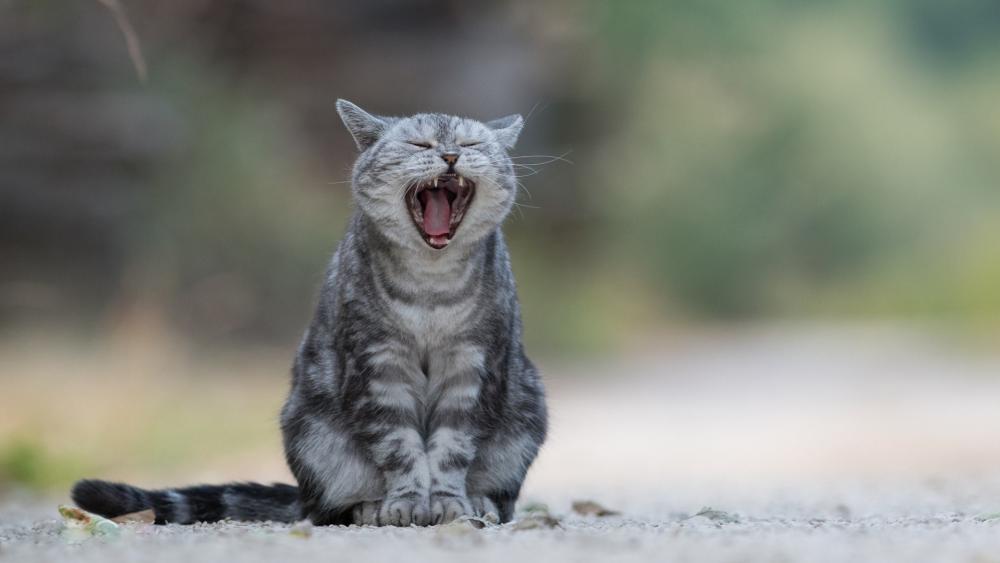 Cat yawn wallpaper