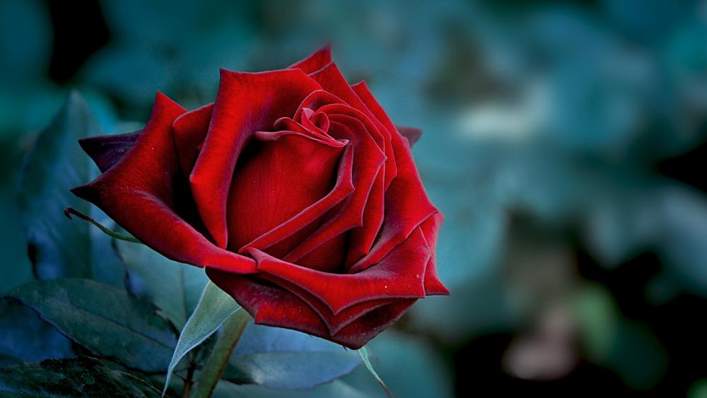 A Solo Red Rose in Mystic Blue wallpaper