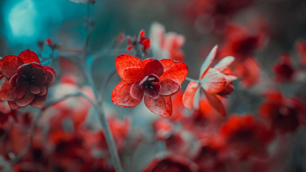 Crimson Bloom in Nature's Embrace wallpaper