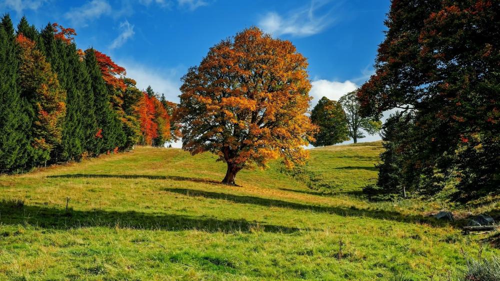Autumn Splendor in Nature's Embrace wallpaper