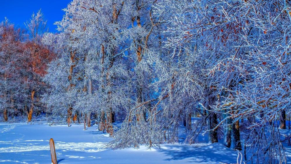 Frozen Serenity Amidst Winter Wonders wallpaper