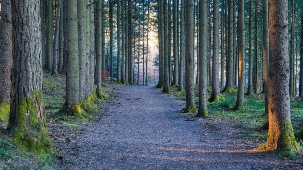 Serene Woodland Pathway Amidst Tall Trees wallpaper